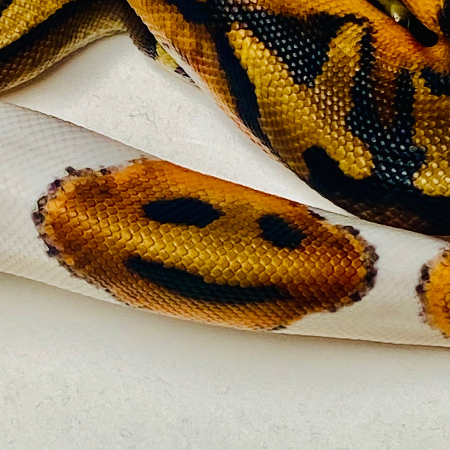 Pied Het Albino Ball Python Female 2025F05