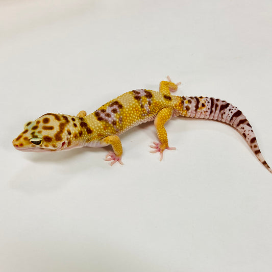 Mack Snow Tremper Albino Leopard Gecko Male G-B6-90324-1