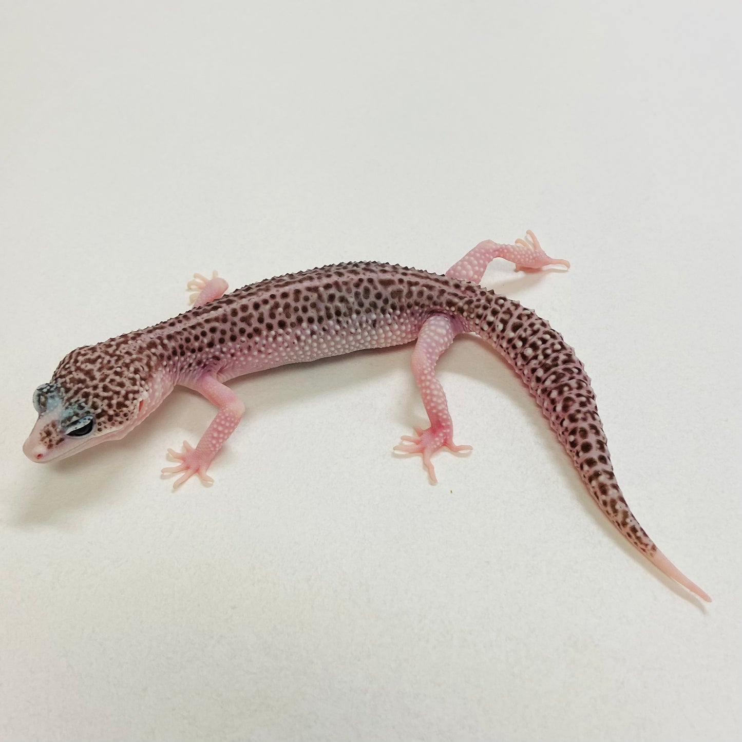 Universe Leopard Gecko Female 2025-180
