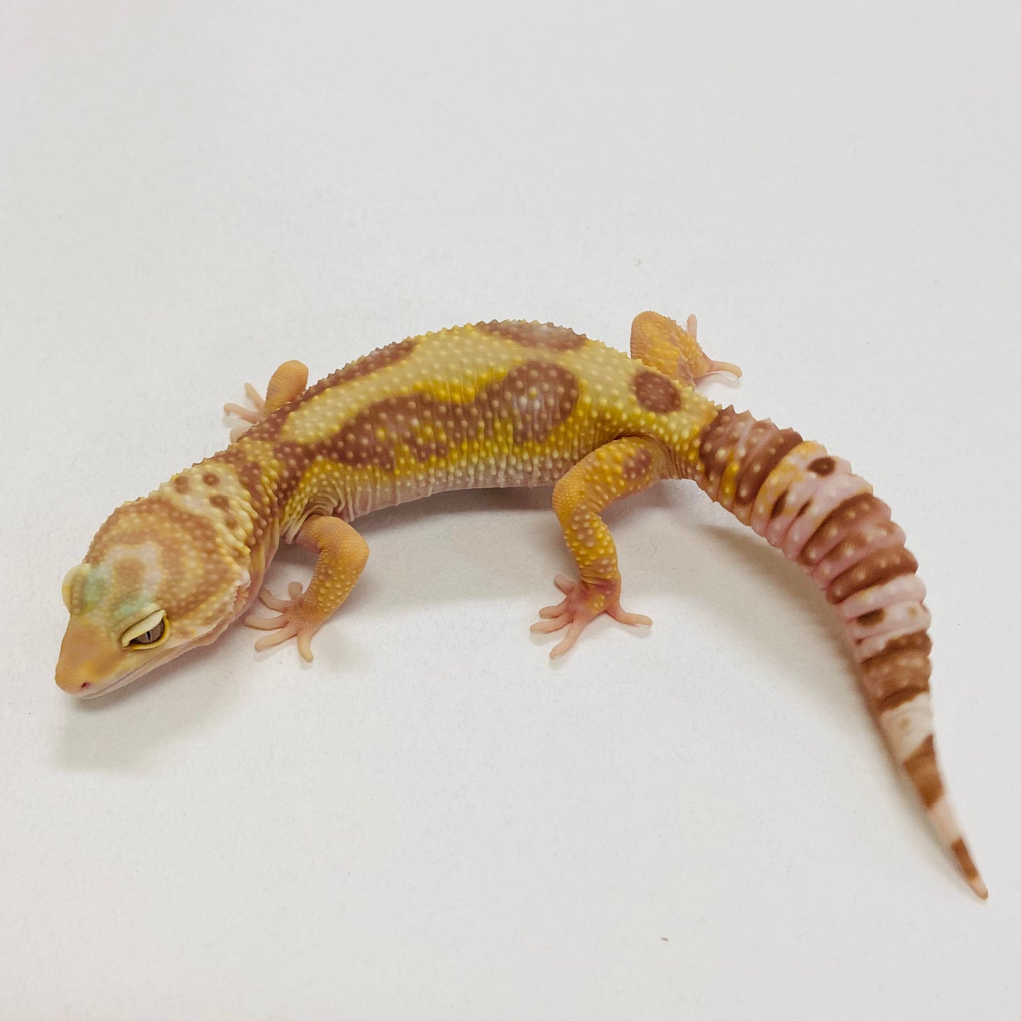 Tremper Albino W/Y Leopard Gecko Female 2025-150