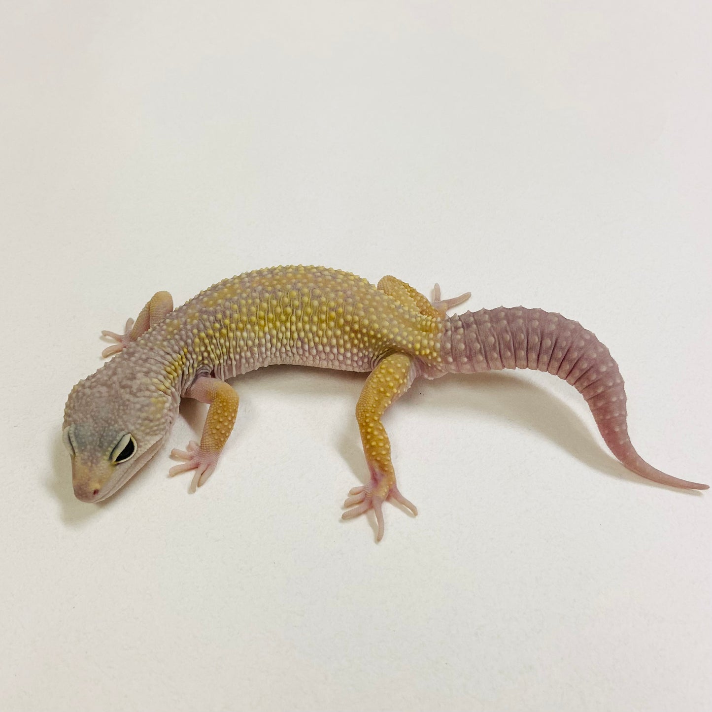 Murphy Patternless Pos MS Leopard Gecko Male 2025-202