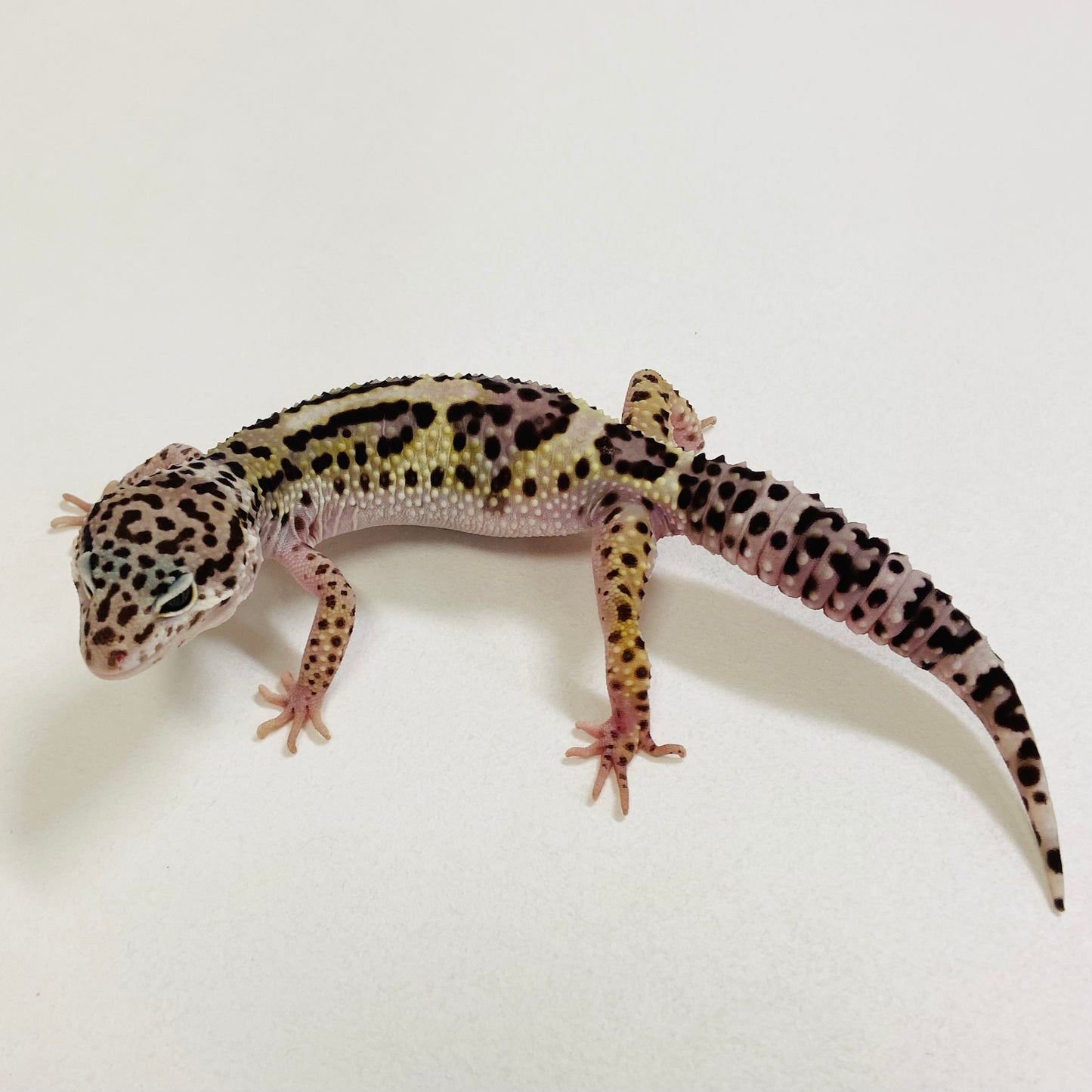 Bold Mack Snow W/Y Leopard Gecko Female 2025-187