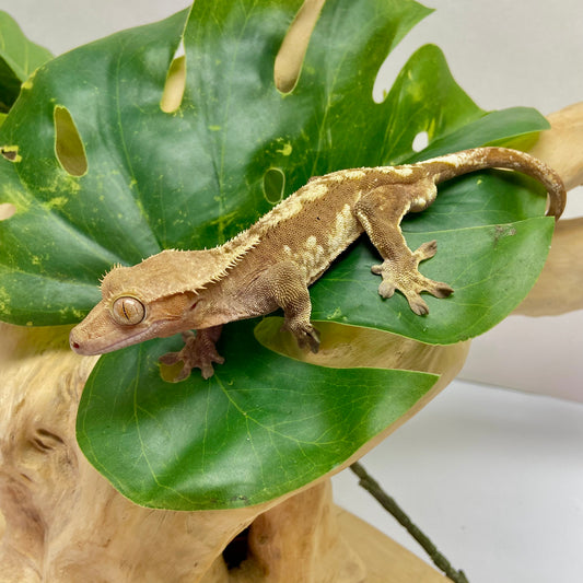 Red Harlequin Crested Gecko 2023 Male CG23-08