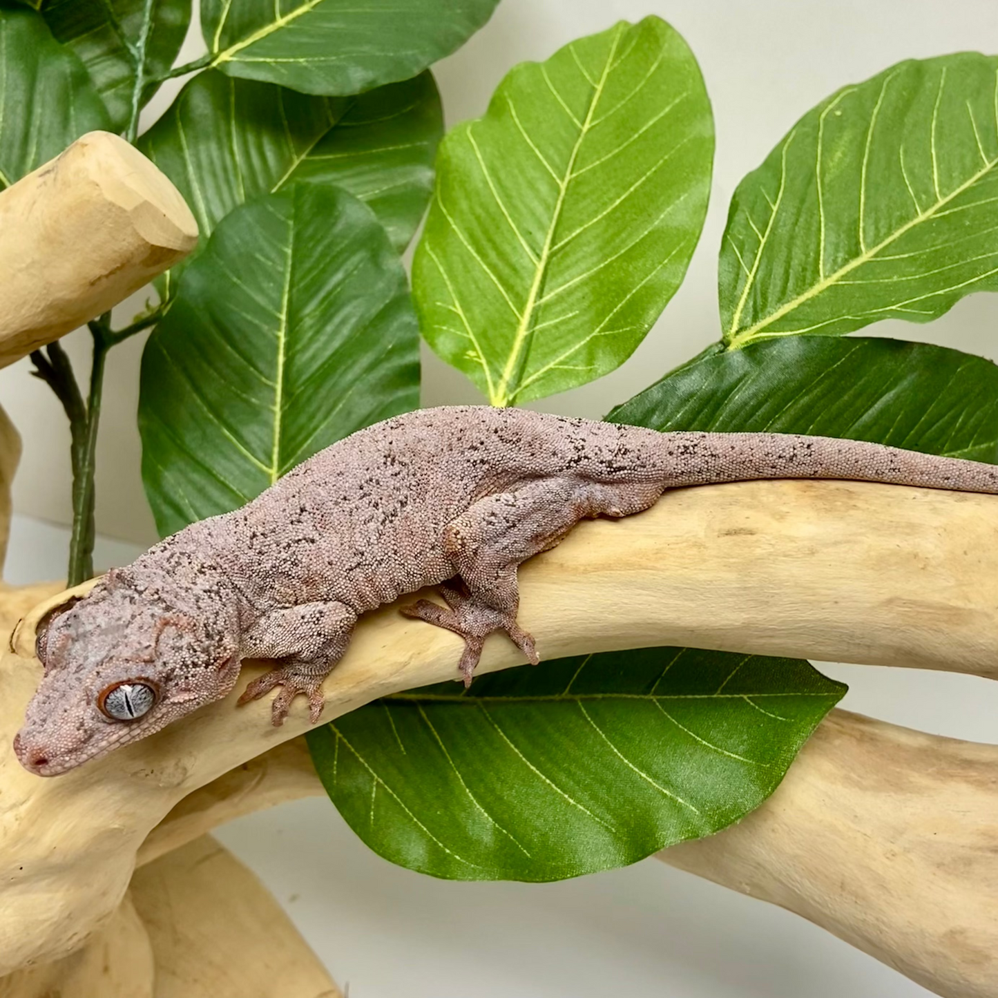 Red Blotch Red Base Gargoyle Gecko Adult Male GPB13