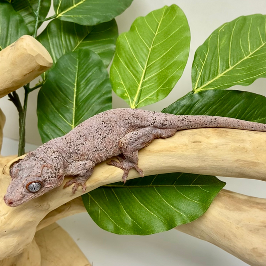Red Blotch Red Base Gargoyle Gecko Adult Male GPB13