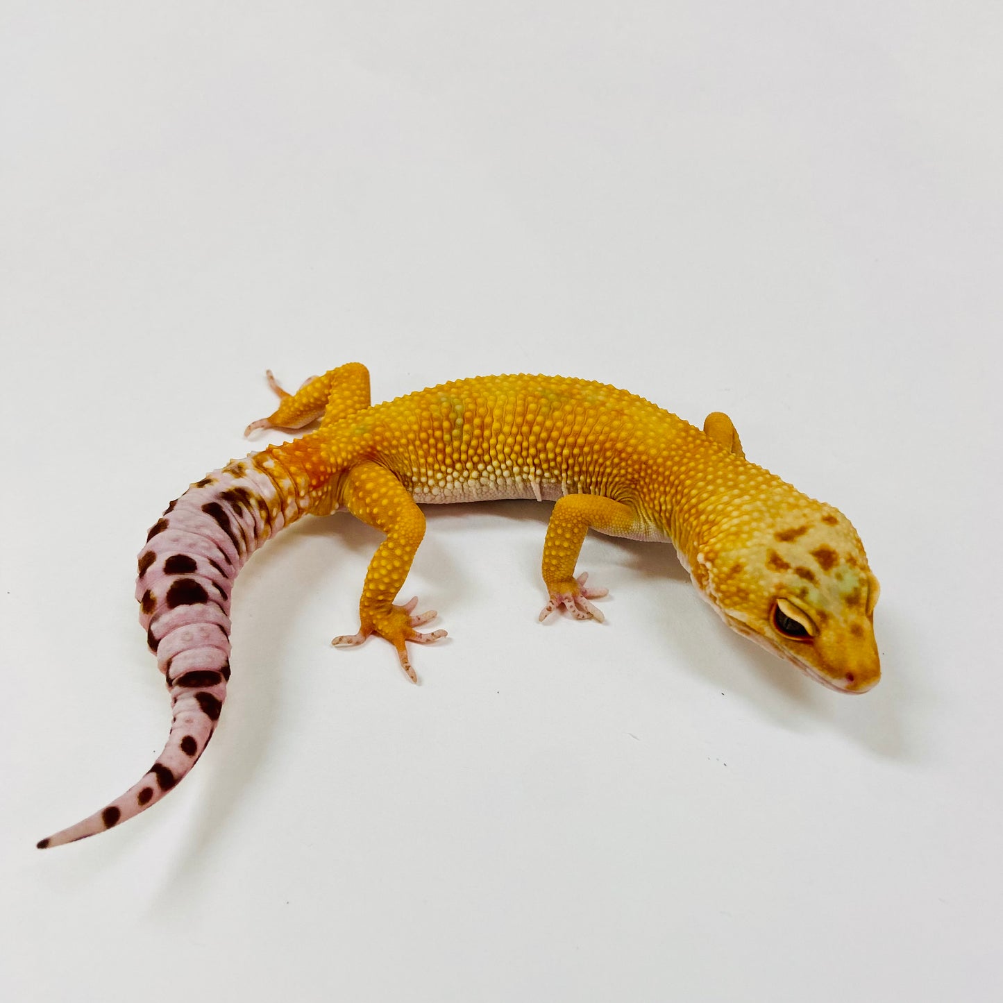 Adult Group 2.3 Raptor Leopard Gecko LBG-08
