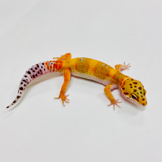 Citrine Leopard Gecko Male 2025-148