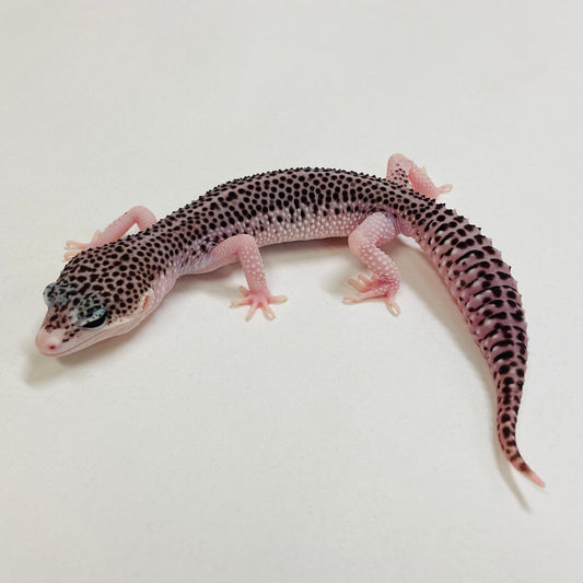 Galaxy Leopard Gecko Male 2025-085