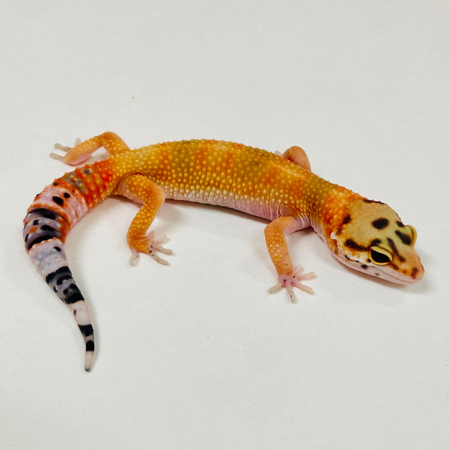 Citrine Leopard Gecko 2025-117