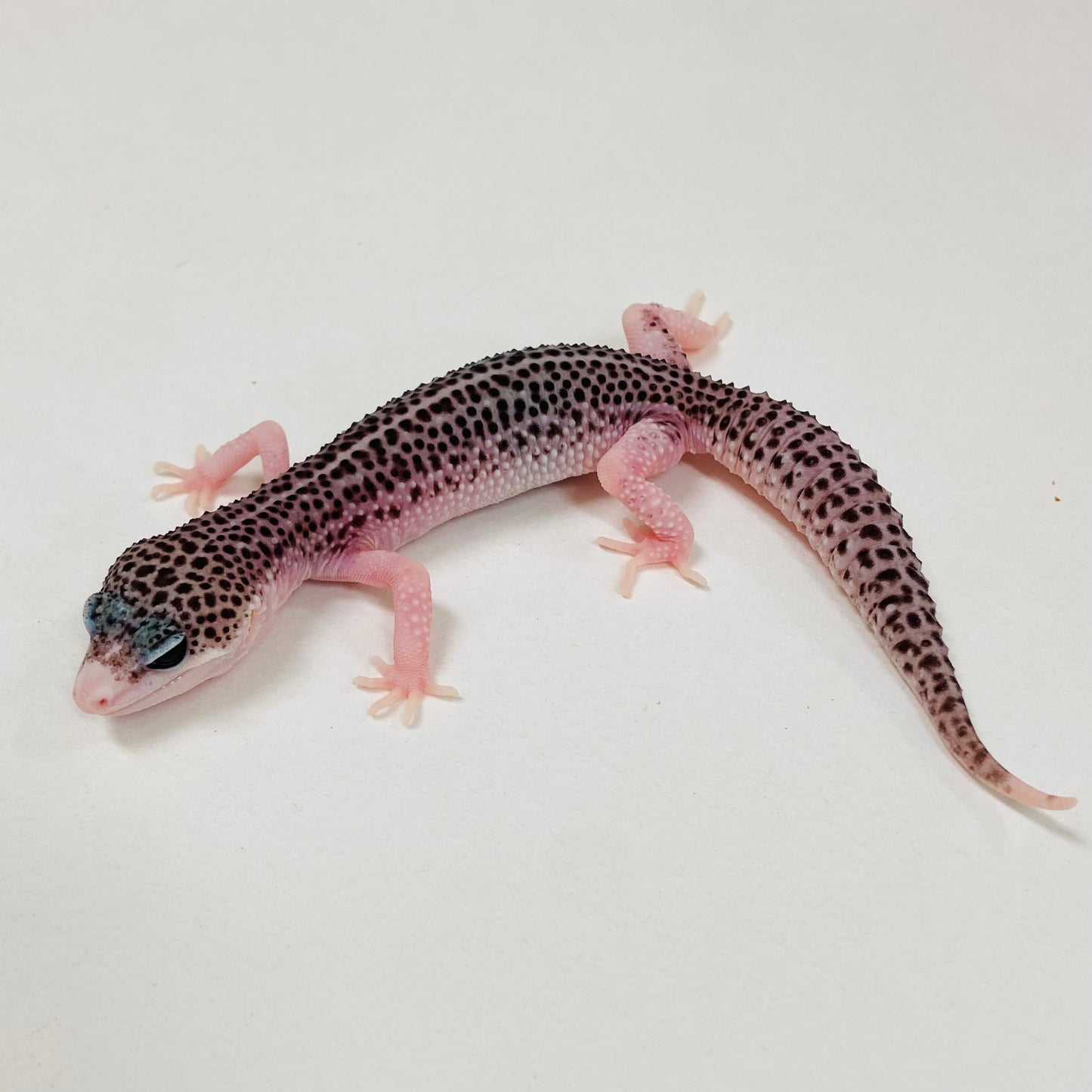 Super Snow W/Y Leopard Gecko 2025-112