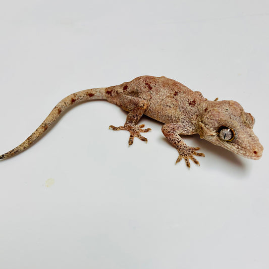 Gargoyle Gecko- Adopt GG02