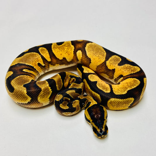 Enchi Yellowbelly Orange Dream Het Pied Ball Python Male 2025M01