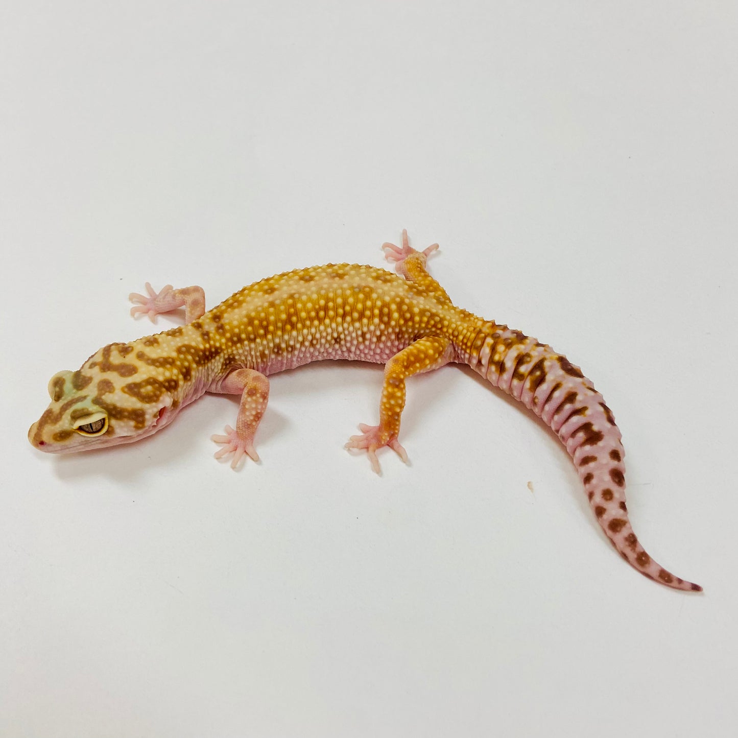 Adult Group 1.4 Sunglow Tremper Leopard Gecko LBG-09