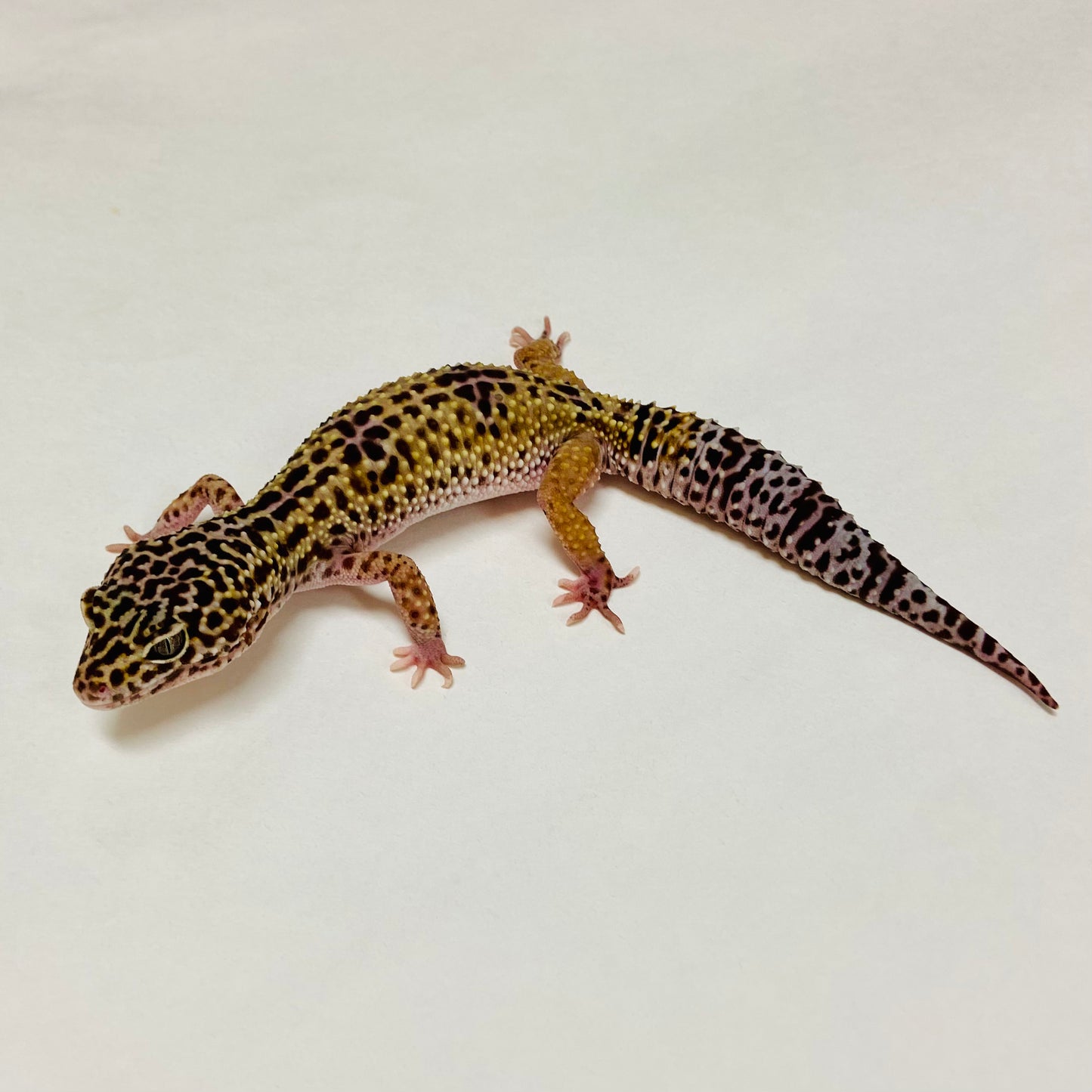 Dark Mack Snow Leopard Gecko Female A-C3-53123-1