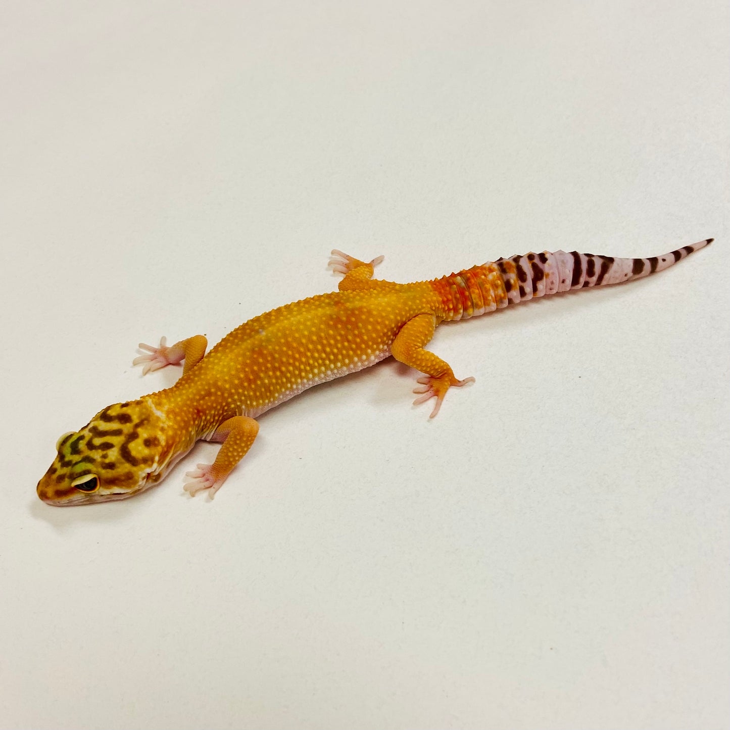 Tremper Tangerine Leopard Gecko Female 2025-171
