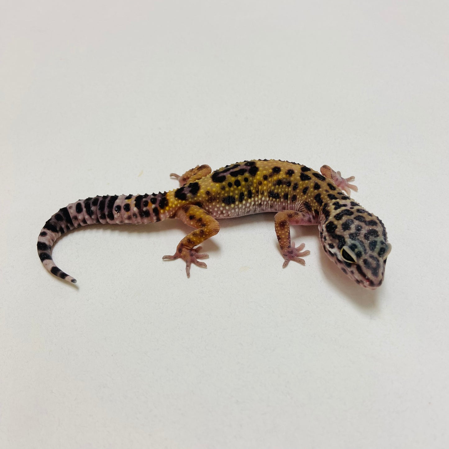 Mack Snow Leopard Gecko 2025-009