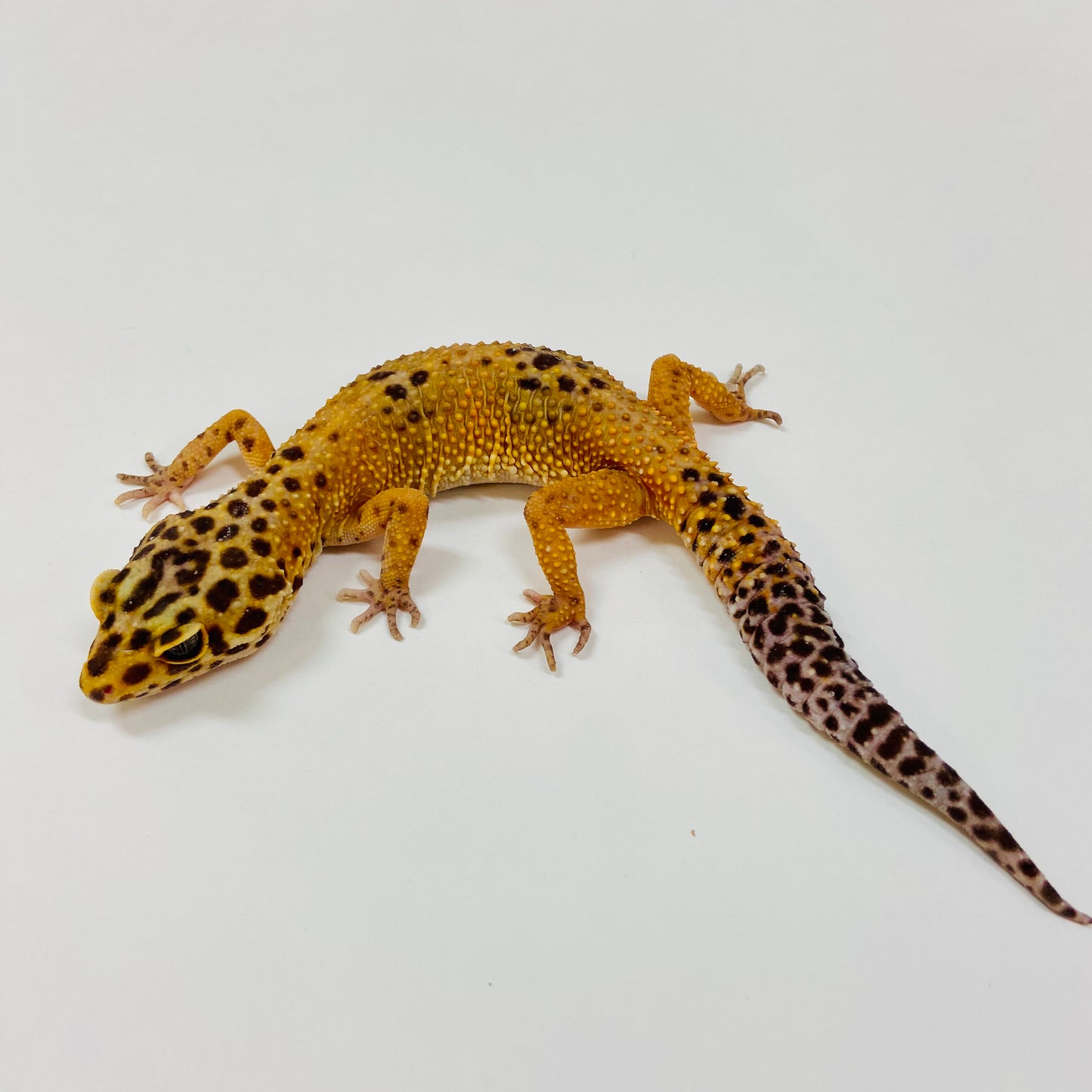 Adult Group 1.4 Tangerine Leopard Gecko LBG-06