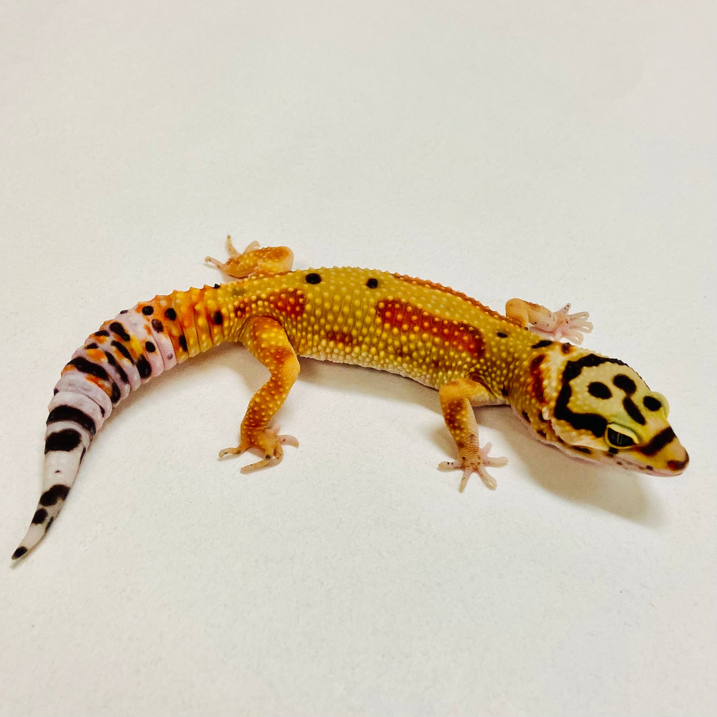Citrine Leopard Gecko Female 2025-214