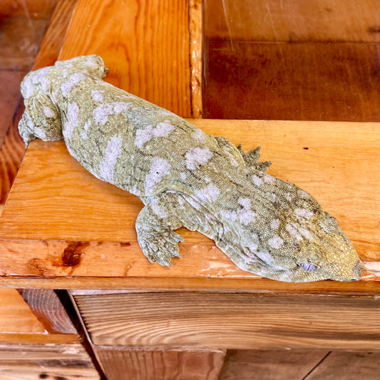 Leachianus Gecko- Female 51723-SF1