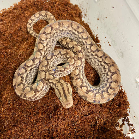 Colombian Rainbow Boa 2025 Female F09