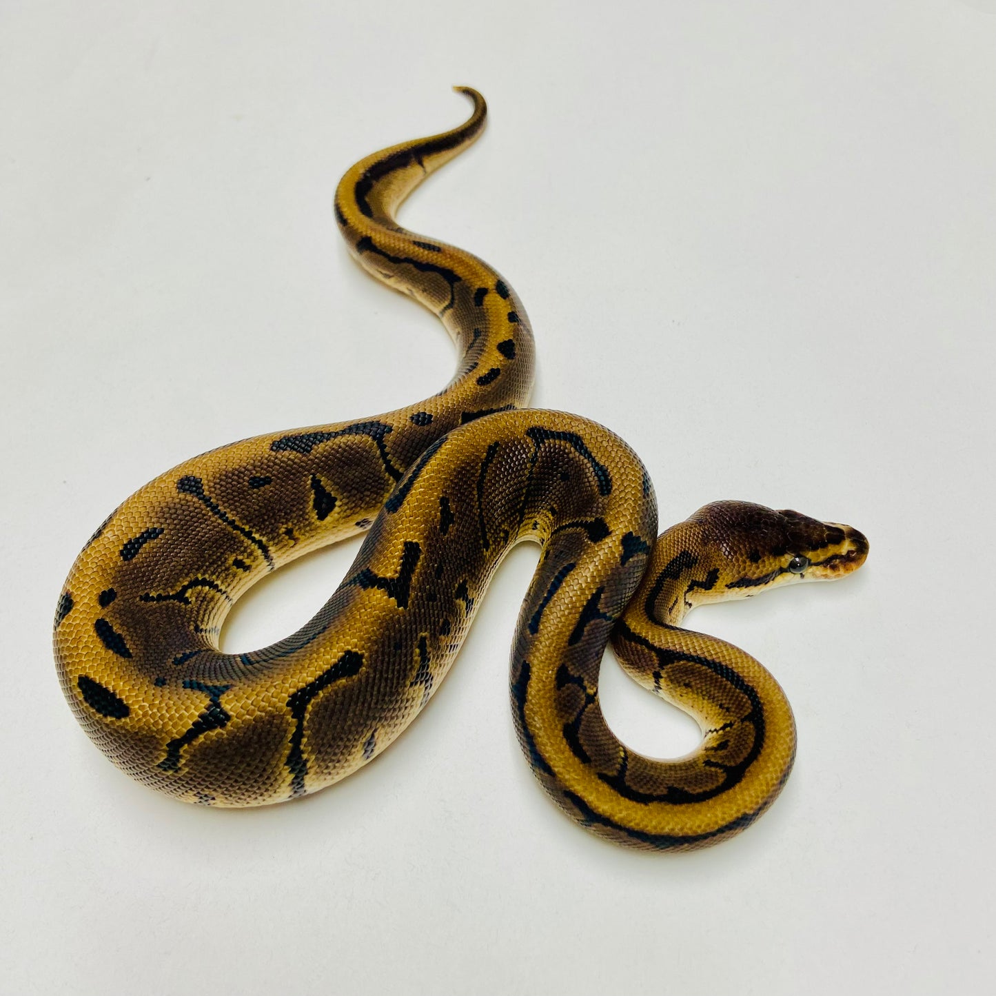 Lori Pinstripe Ball Python Male 2025M02