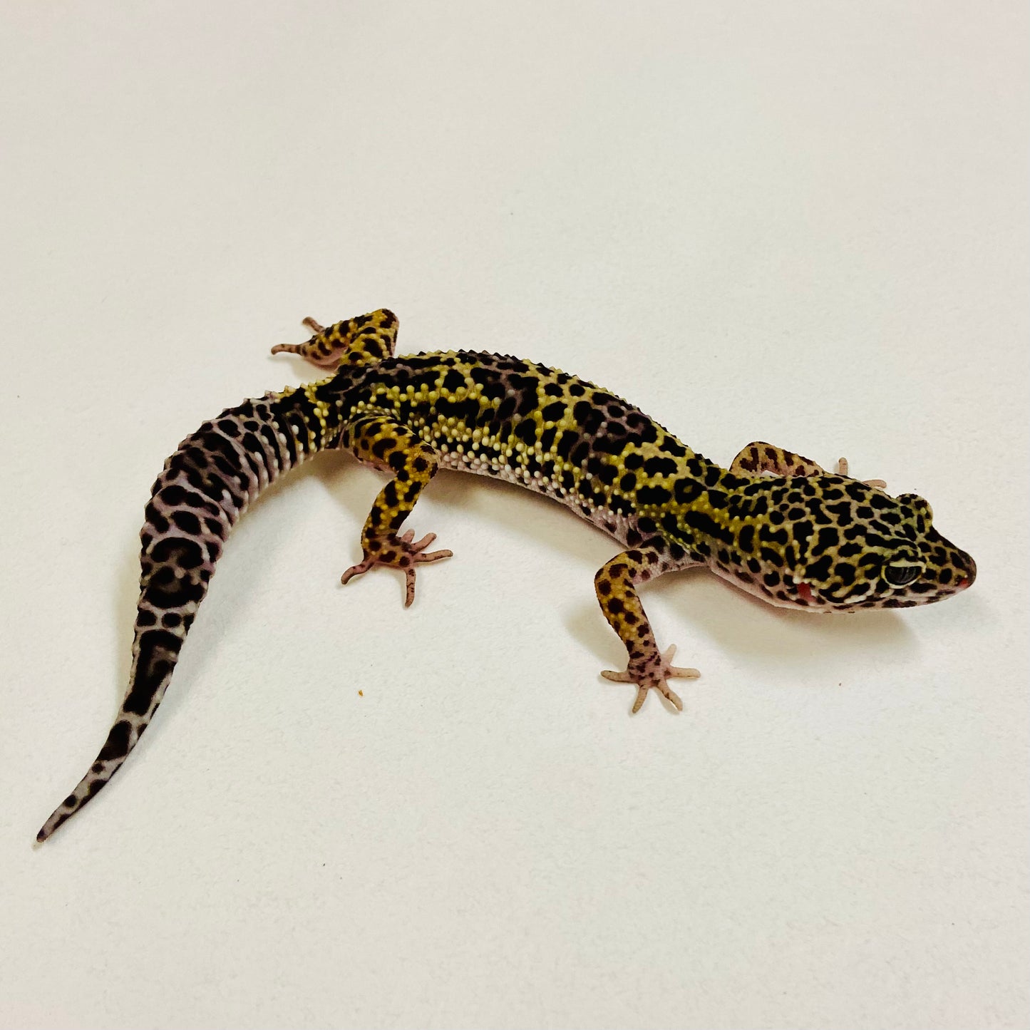 Dark Mack Snow Leopard Gecko Pos Female 2025-195