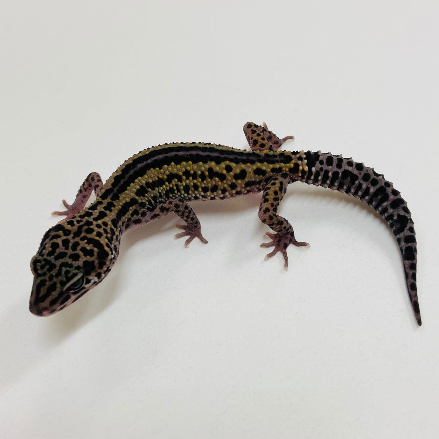 Dark Mack Snow Stripe Leopard Gecko 2025-059