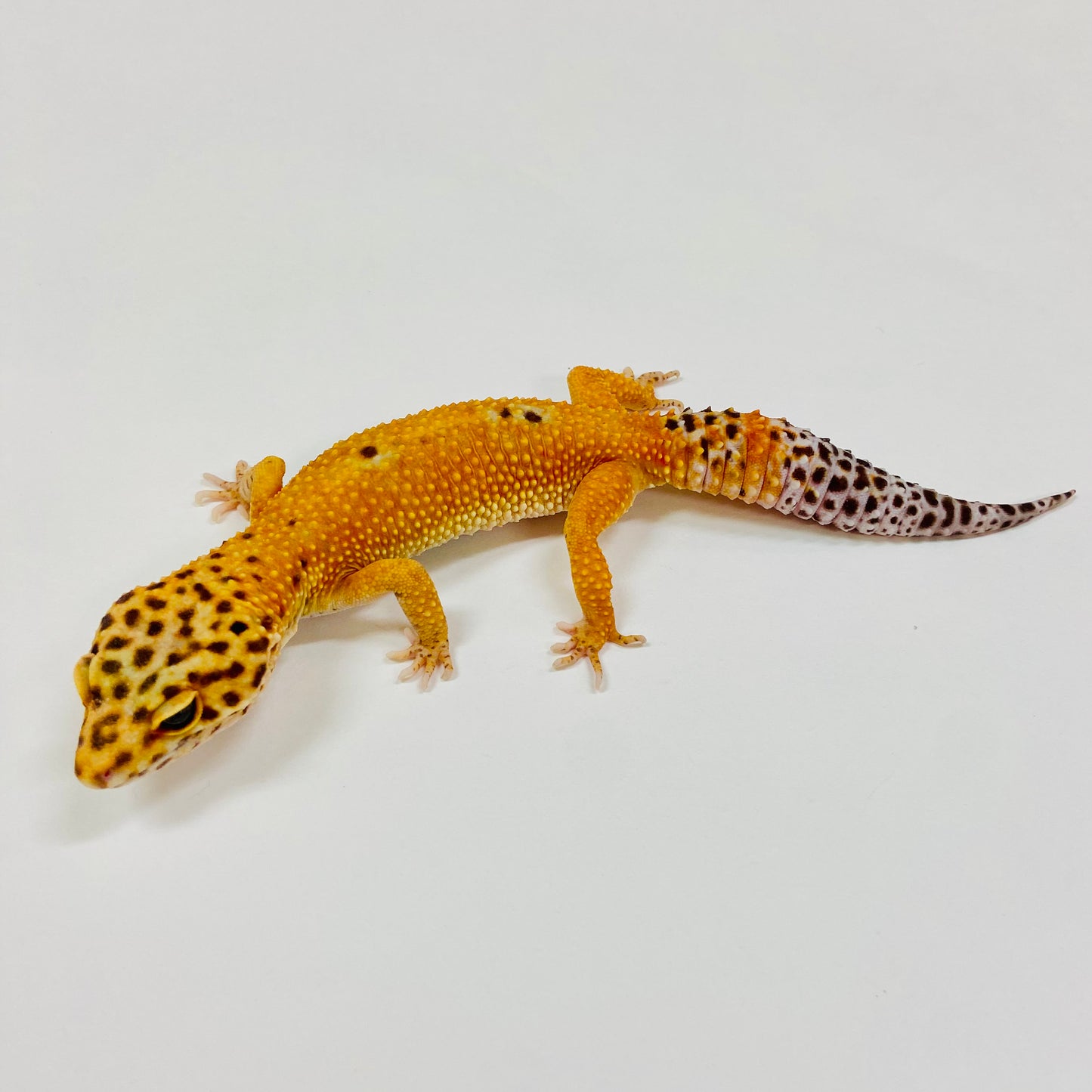 Adult Group 1.4 Tangerine Leopard Gecko LBG-06