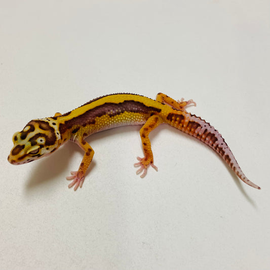 Bold Bell Leopard Gecko 2025-019