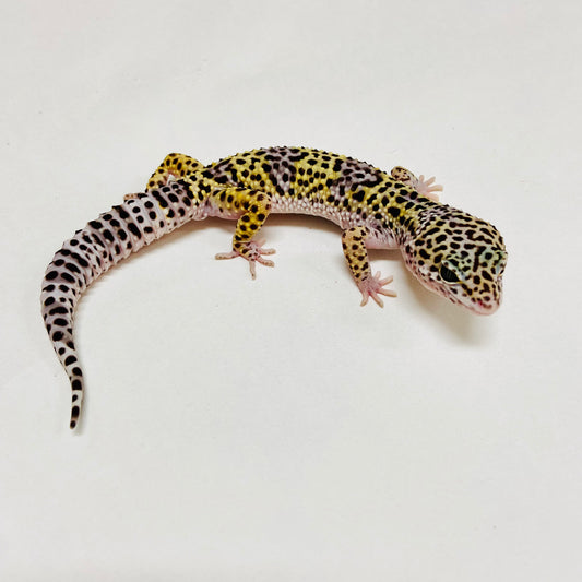 Mack Snow Leopard Gecko Male B-B2-90324-1