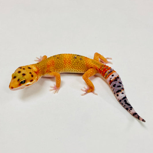 Citrine Leopard Gecko 2025-079