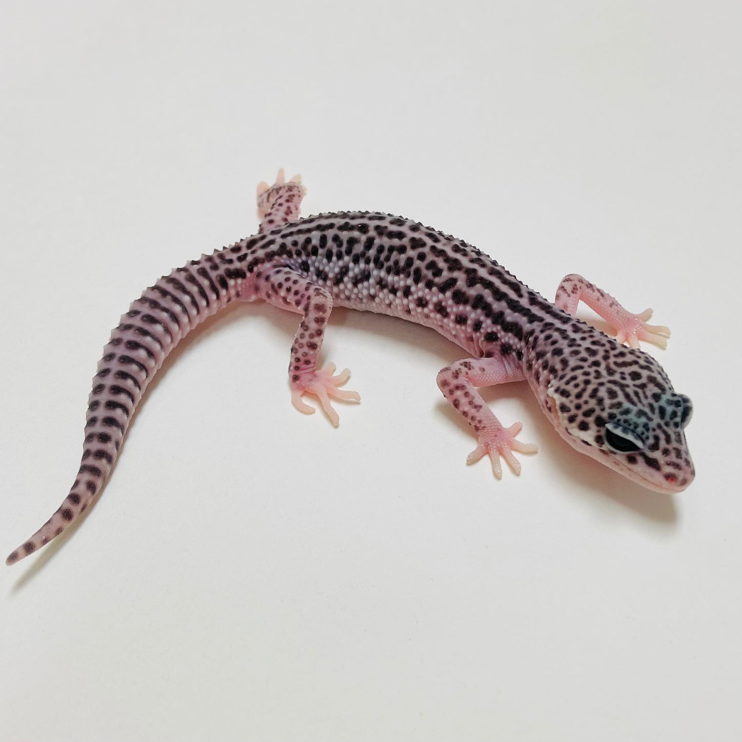 Super Snow Eclipse Leopard Gecko Male 2025-032
