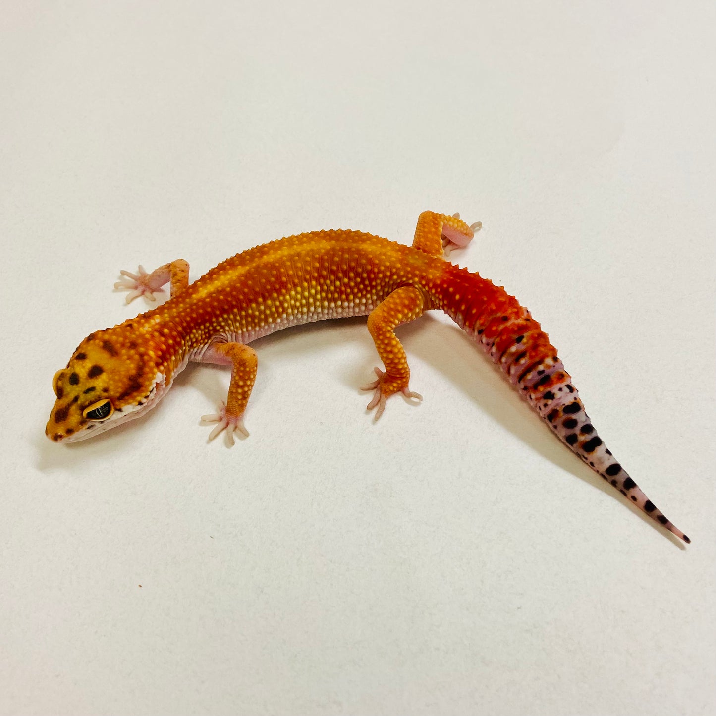 Dark Tangerine Leopard Gecko Female 2025-183