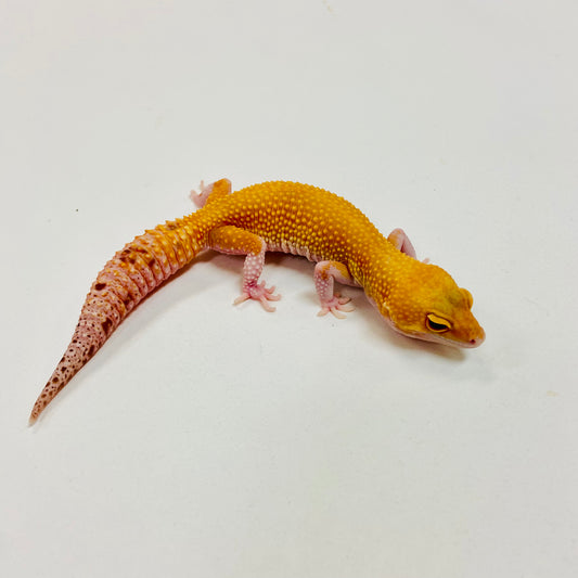 Sunglow Raptor W/Y Leopard Gecko Female I-B6-70123-1