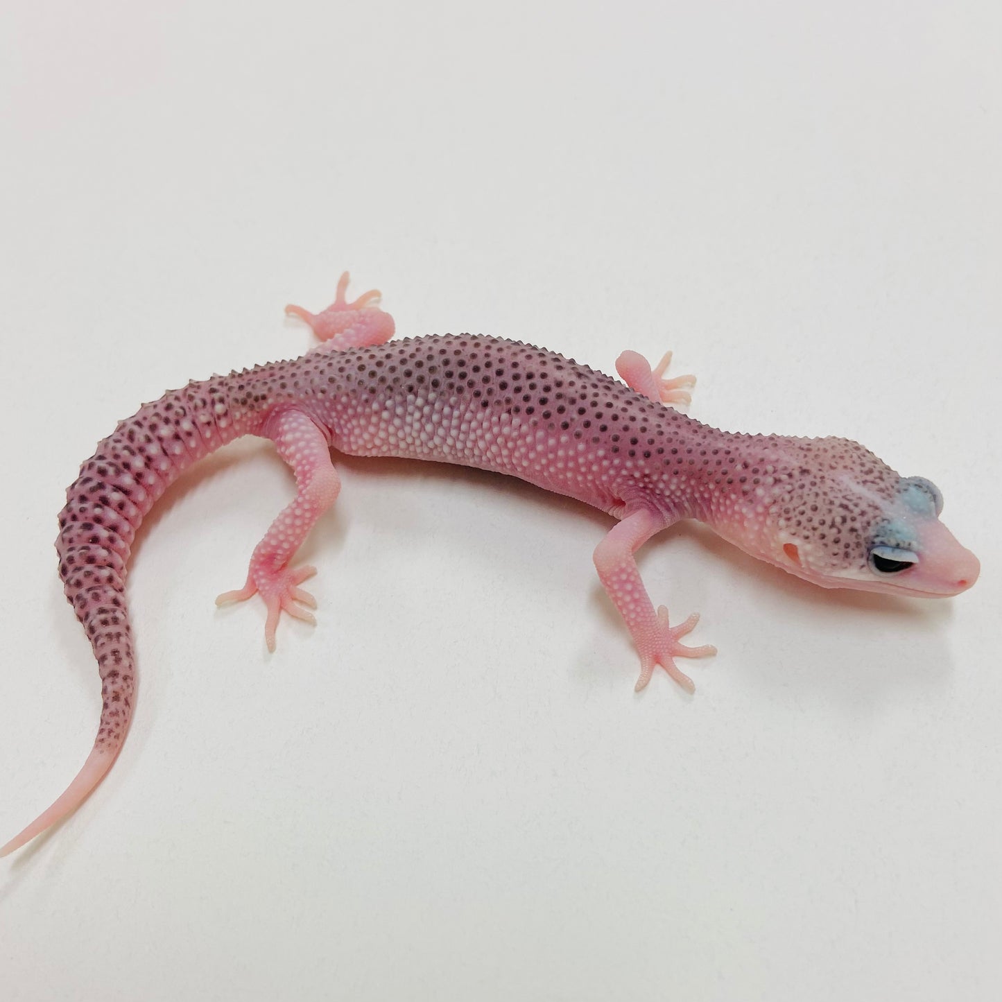 Pied Galaxy Leopard Gecko 2025-058
