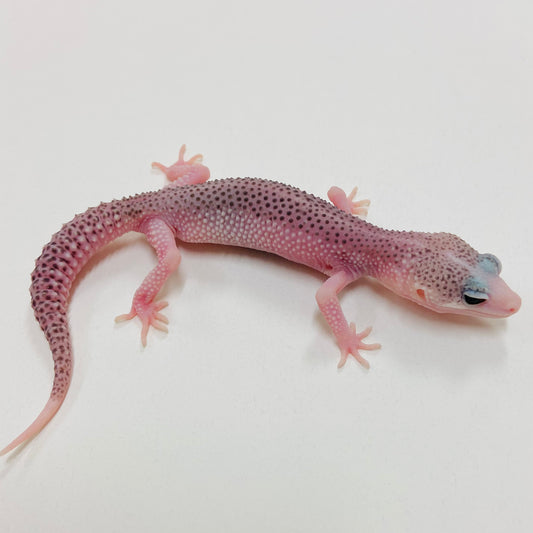 Pied Galaxy Leopard Gecko 2025-058