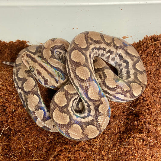 Colombian Rainbow Boa 2025 Male M05