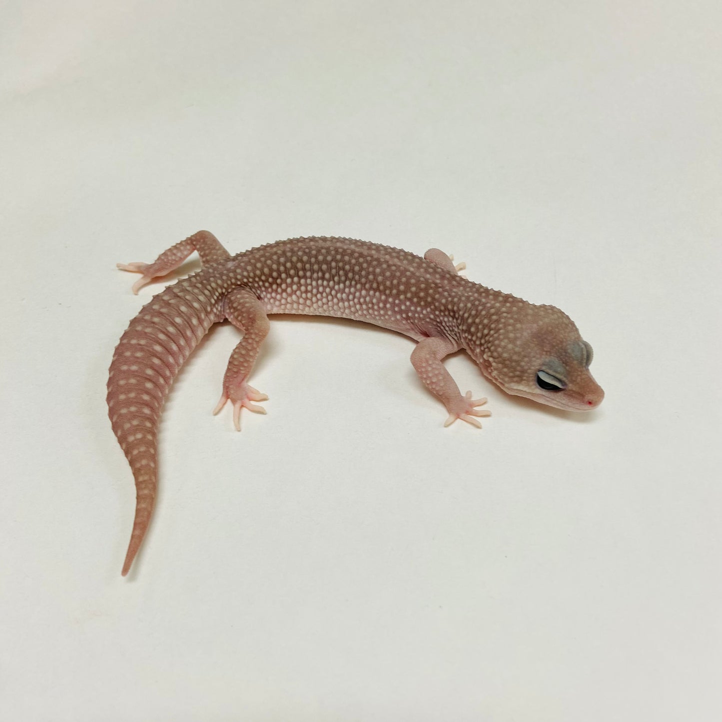 Super Snow Murphy Patternless Leopard Gecko Male B-C2-71124-1