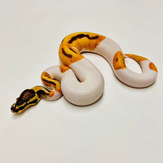 Orange Dream Enchi Pied Ball Python Female 2025F01