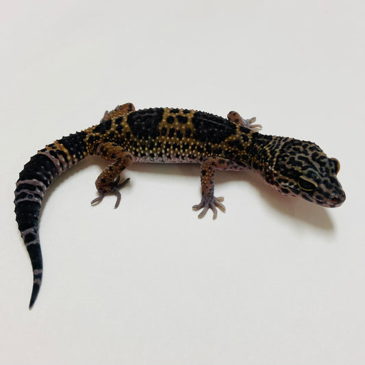 Dark Mack Snow Leopard Gecko 2025-025