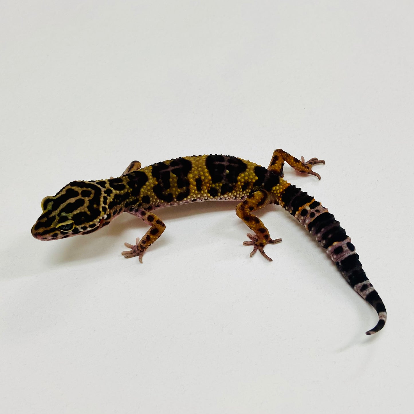 Dark Mack Snow Leopard Gecko 2025-155