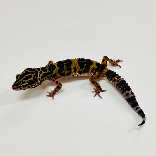 Dark Mack Snow Leopard Gecko 2025-155