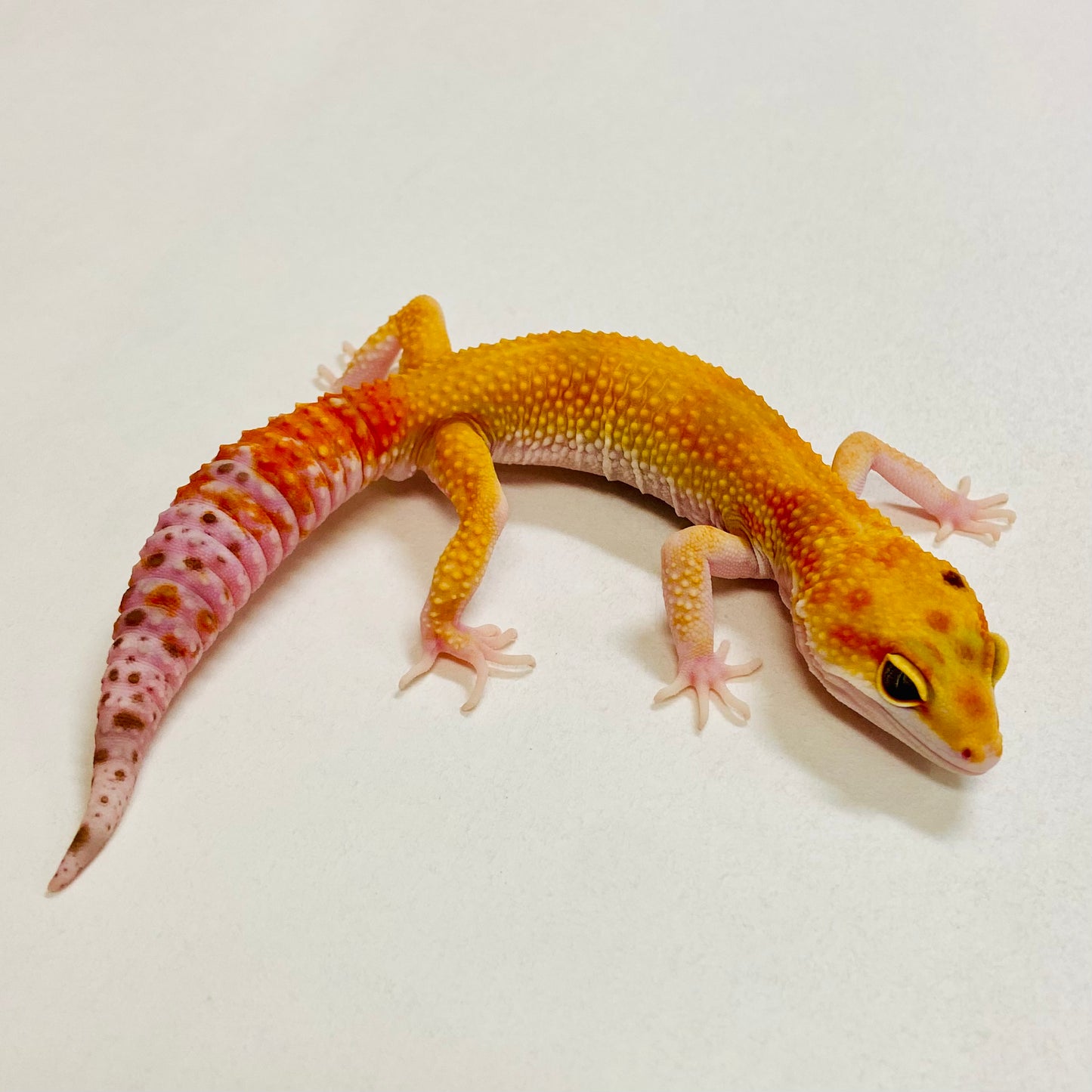 Sunglow Tremper Leopard Gecko Male 2025-176