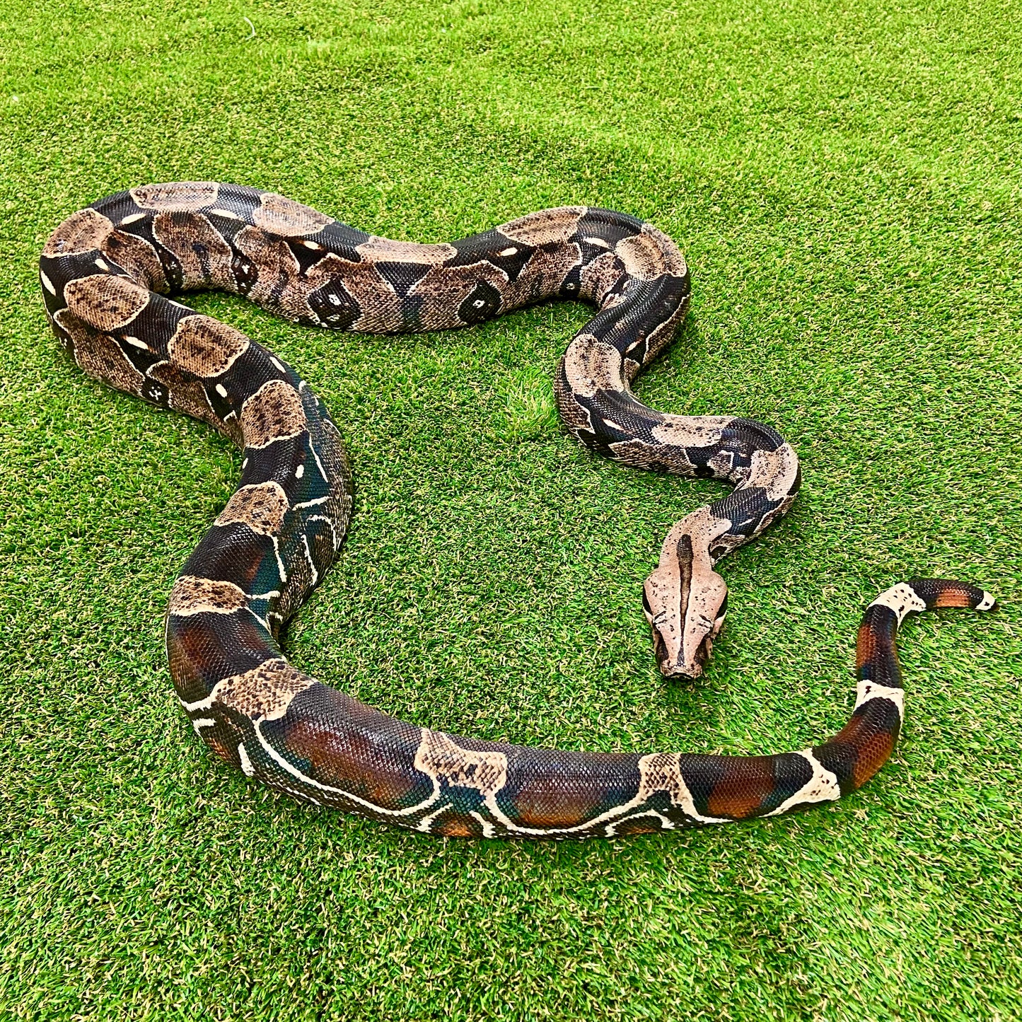 Guyana Red-Tailed Boa Constrictor Adult Male B04