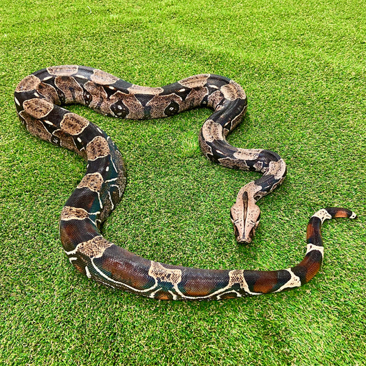 Guyana Red-Tailed Boa Constrictor Adult Male B04