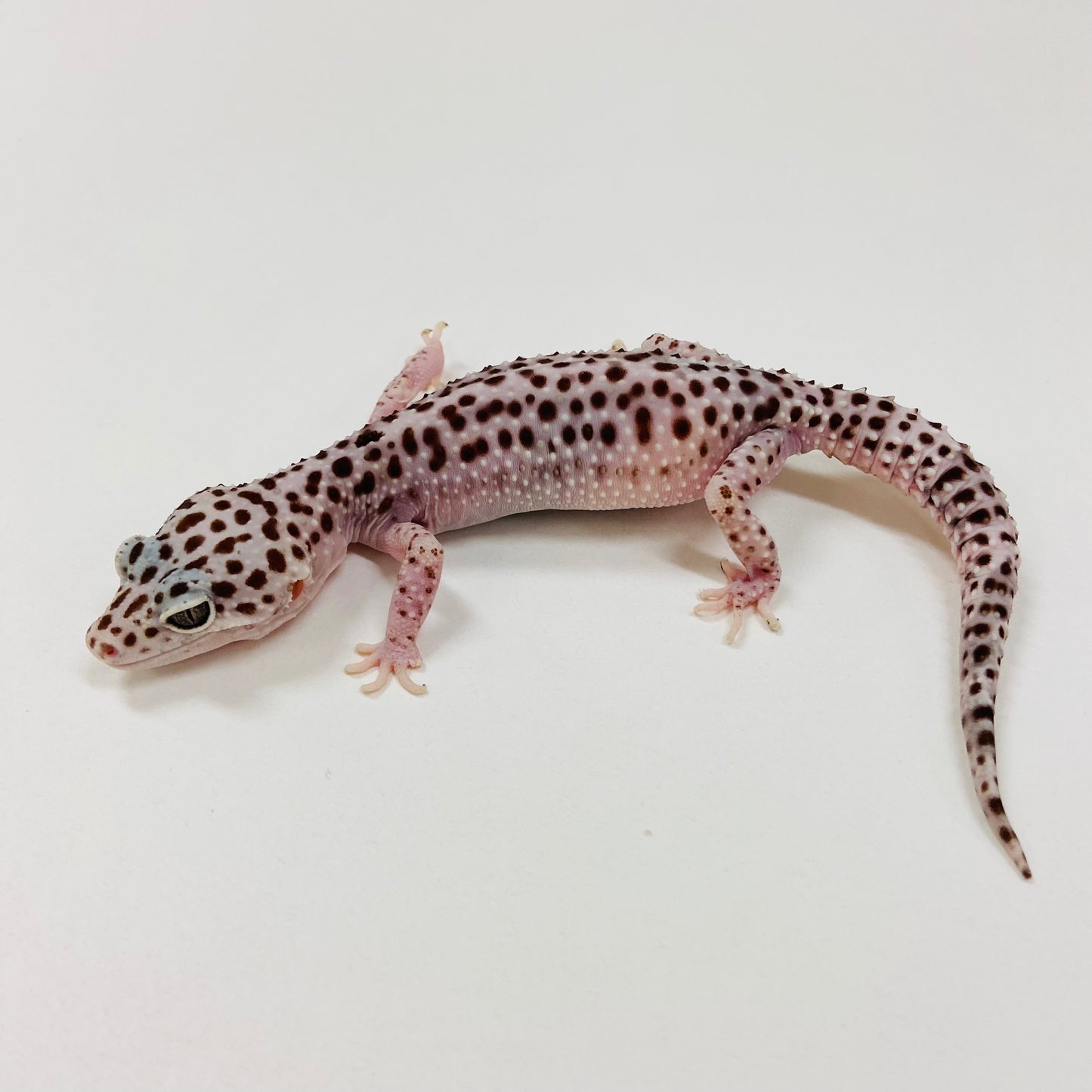 Adult Group 1.4 Lavender Mack Snow Leopard Gecko LBG-15