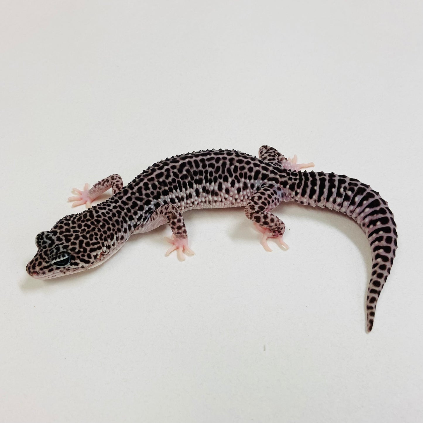 Dark Super Snow Leopard Gecko Female 2025-198