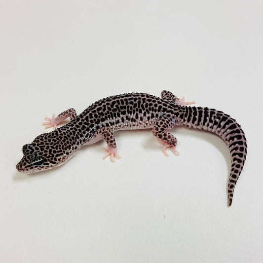 Dark Super Snow Leopard Gecko Female 2025-198