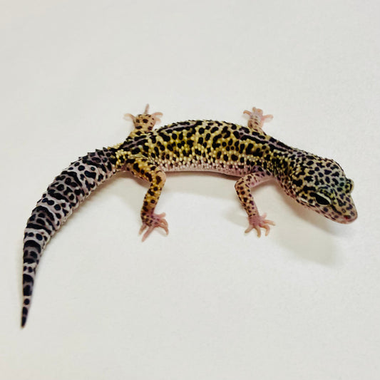 Dark Mack Snow Leopard Gecko Pos Male 2025-146