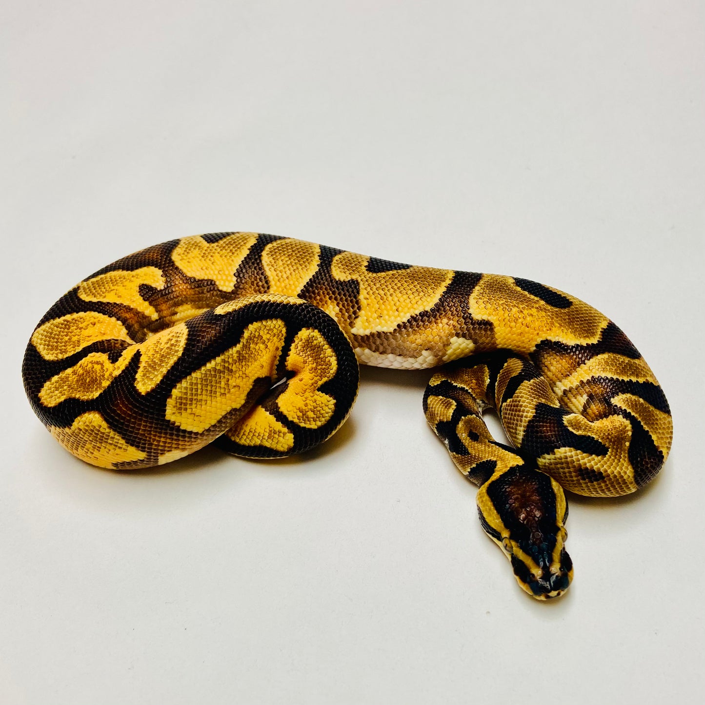Enchi Yellowbelly Orange Dream Het Pied Ball Python Male 2025M01